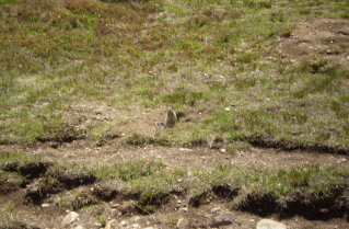 Curious ground squirrel beside trail heading down from peak, Brent Mtn 2010-07.